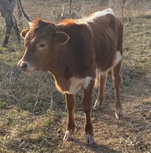 BULL CALF (HANDSOME RED LIGHT X LIL GYPSY EAGLE SS