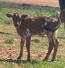 Bull Calf (TS Red River Gambler X GE WHIZ)