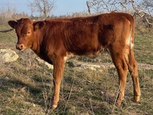 Heifer calf (Handsome Red Light x Pretty Awsome SS