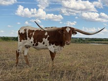 M2 JAZMIN 1022 🇺🇸