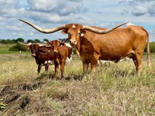 M2 RAMBLIN ROSE 🇺🇸