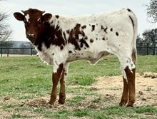 Payday X Rifleman Heifer