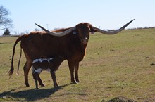 RC Pacific Pirate x Betty Zane