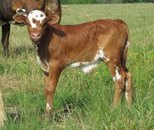 Cecilia bull calf